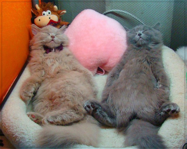 Коты из сети