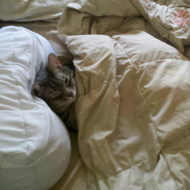 Коты и Кошки