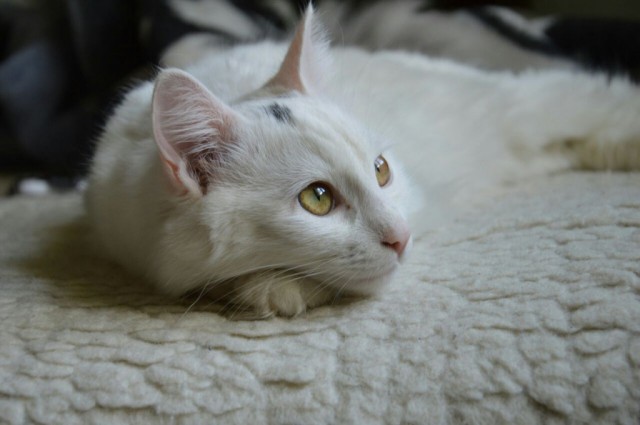 Коты и Кошки