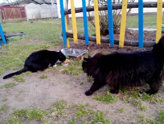 Котовторник 8.08.2017