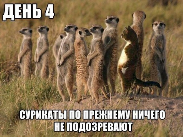 Деградируйте на здоровье
