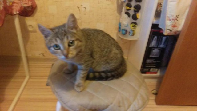 Коты и Кошки