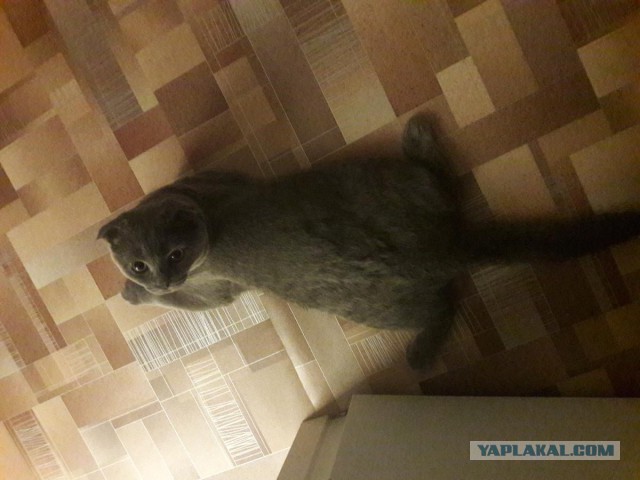 Вся красота беспородных кошек. Котовторнику посвящается.