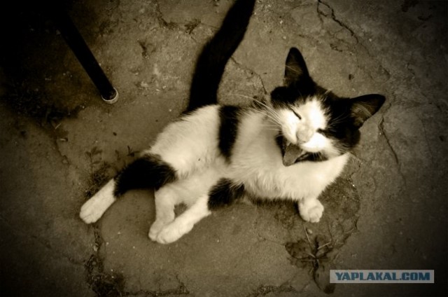 Котовторник на ЯПлакалъ (15.07.2008)