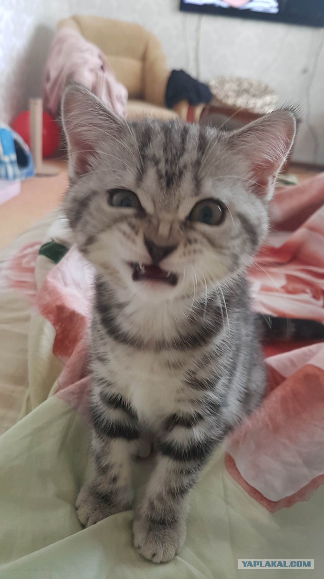 Котовторник же, уже!