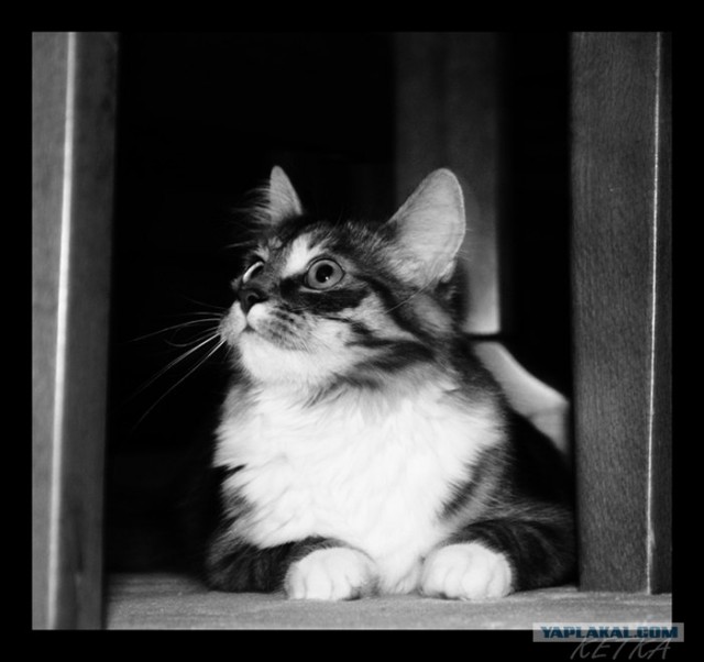 Котовторник на ферме (65 фот)
