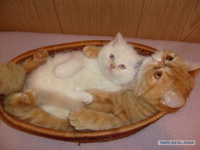 Котовторник (начало в супермаркете!)