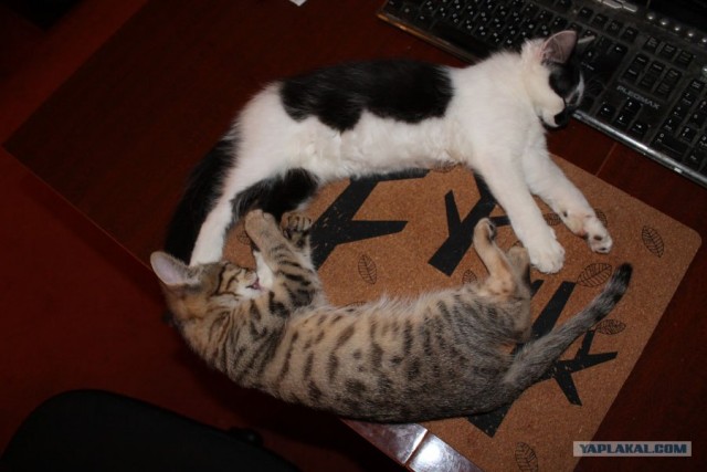 Котовторник 17 января