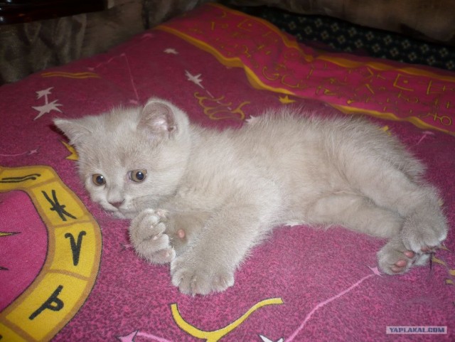 Котовторник (21.02.2012)