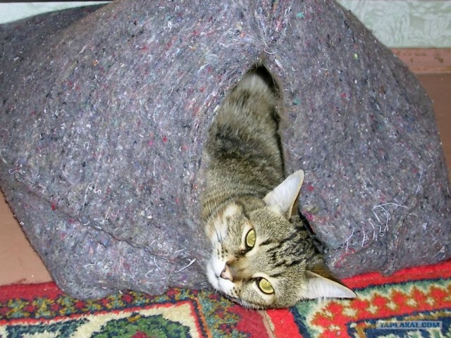 Котовторник 27.03.2012