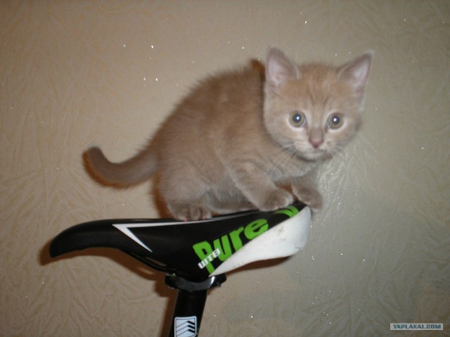 Котовторник 8 мая 2012