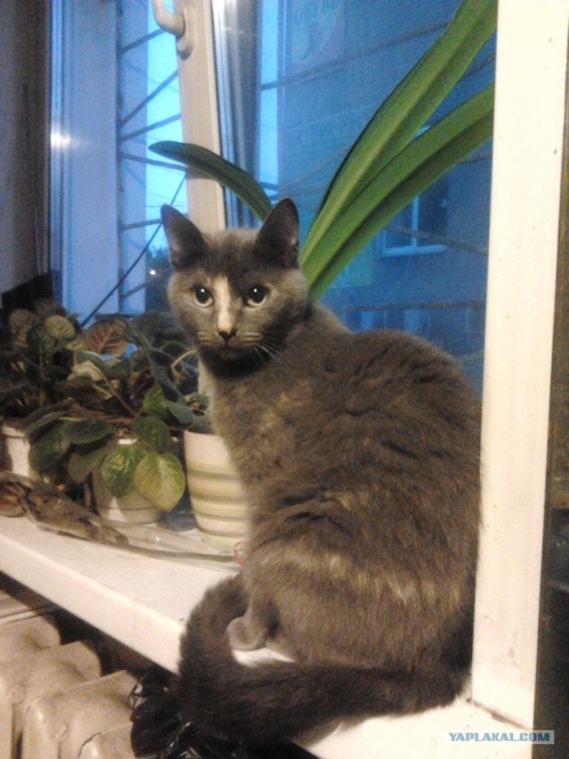Котовторник 31.07.2012 г.