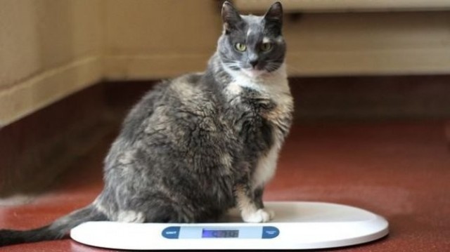 Прикольных котов пост