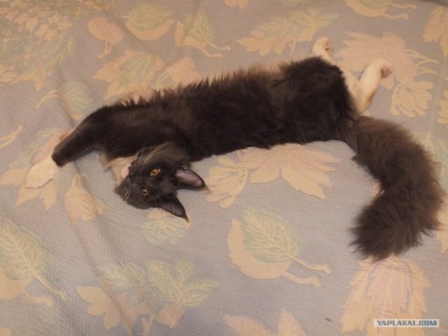 Котовторник 29.01.2013
