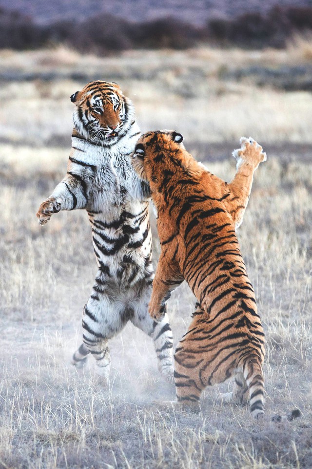 Дикий котовторник