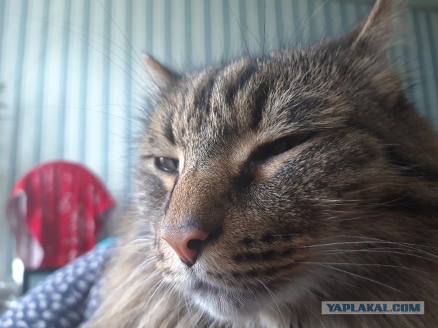 Котовторник 30.04.2019.