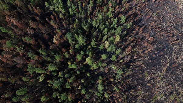 Россия может запретить экспорт леса в Китай