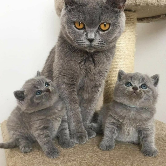 Забавные фото котеек