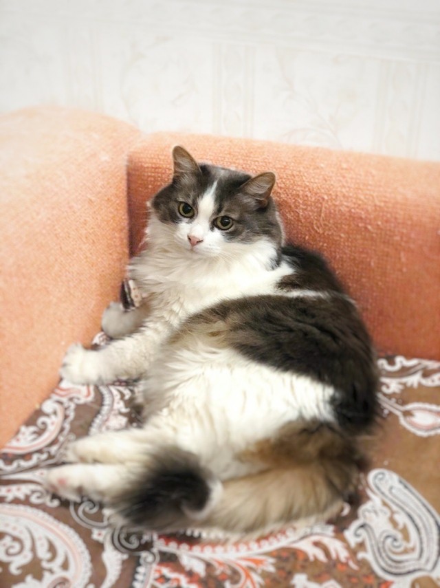Забавные фото котеек