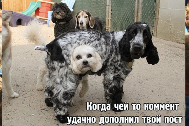 Картинки с юмором о Япе!