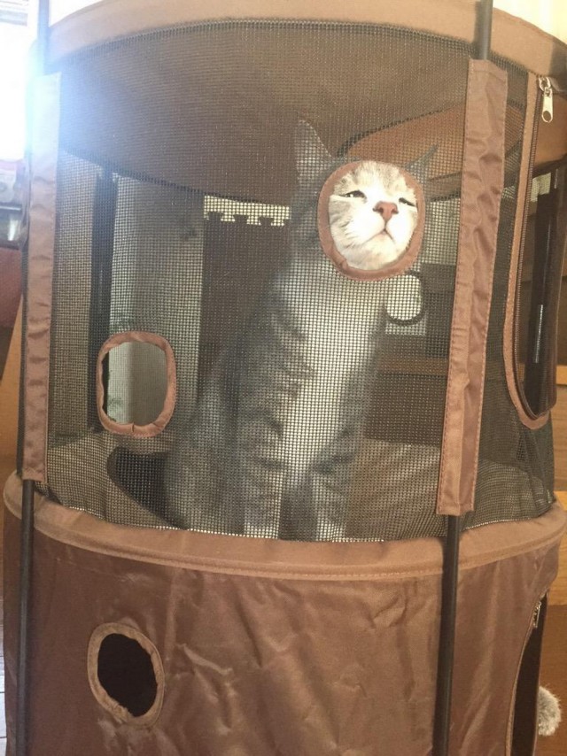 Живность из сети