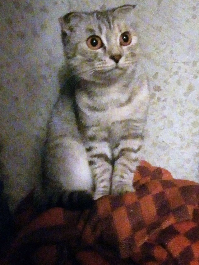 Котофеев пост