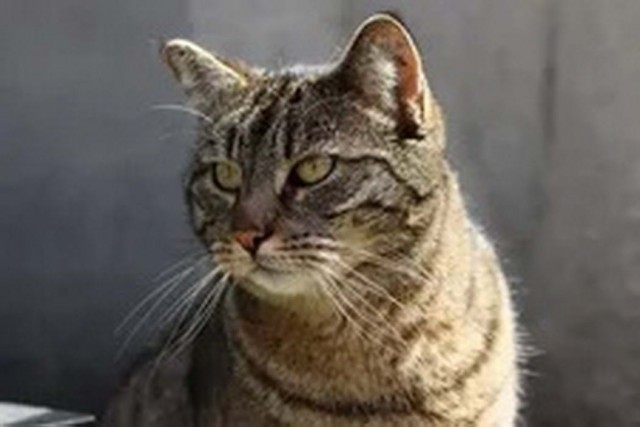 Котофеев пост