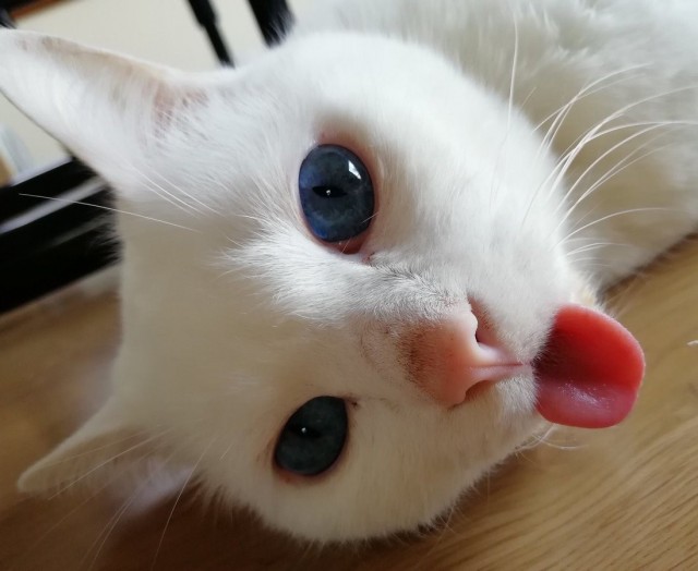 Чуток картинок не про вирус 17. Коты и кошки. И их рабы