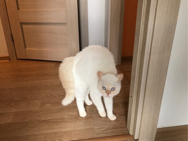 Питерские хроники кота Кокоса