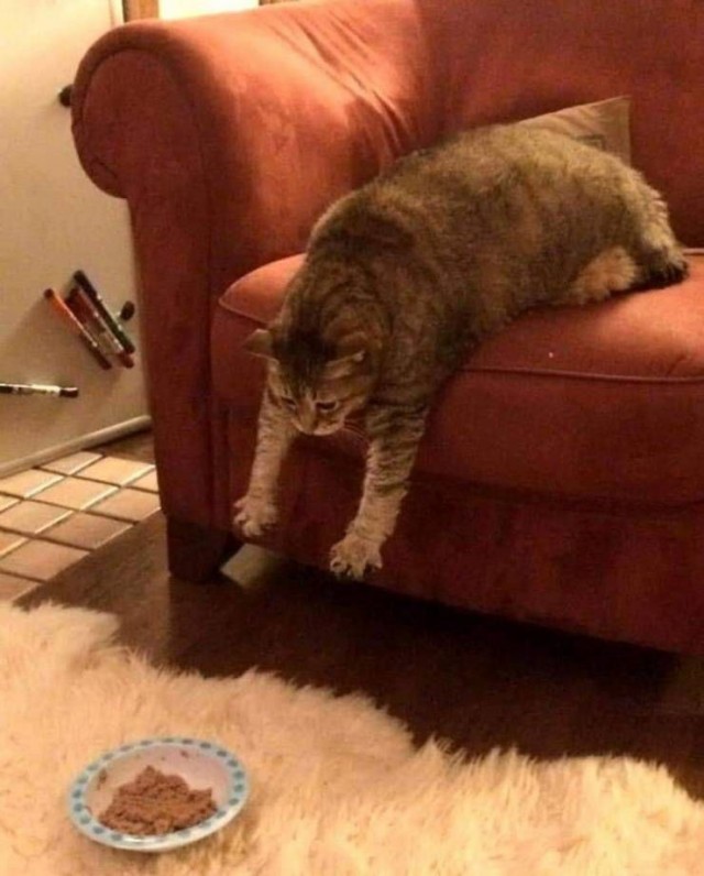 Эти забавные животные