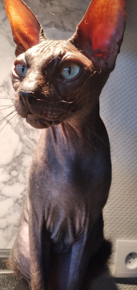 Котаны со странностями