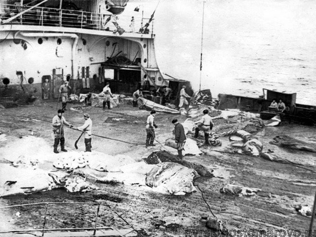 Китобойня Соляника.Материалы громкого коррупционного скандала 1965 года.Разбирательство дошло до секретариата ЦК КПСС...