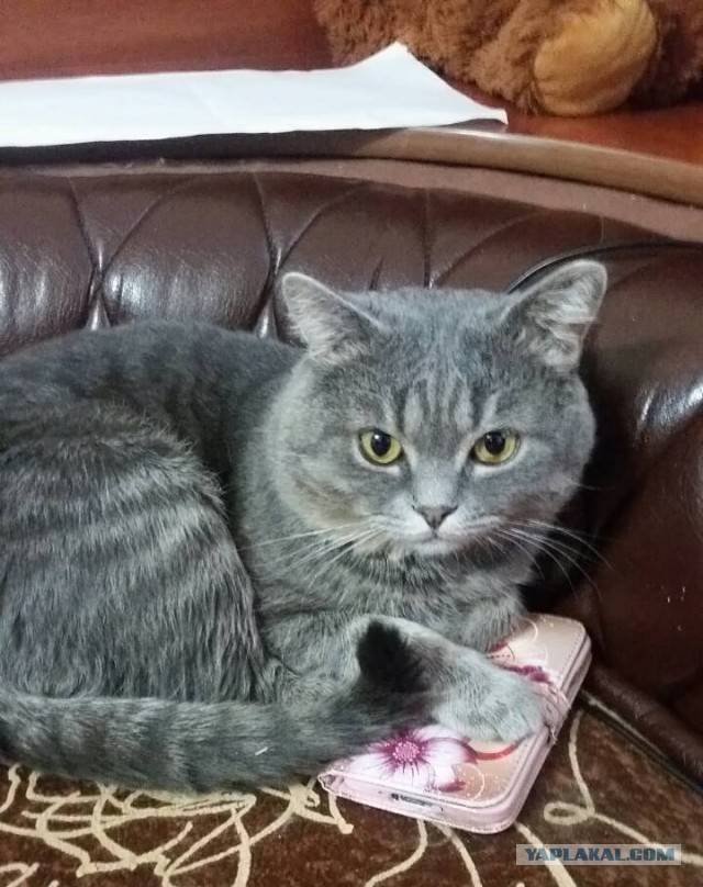 На утро котовтоника!