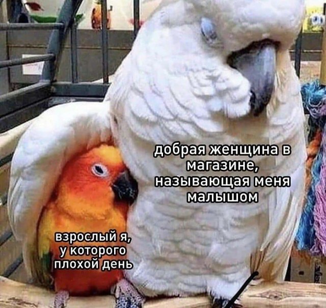 Картинки и мемы для настроения 025