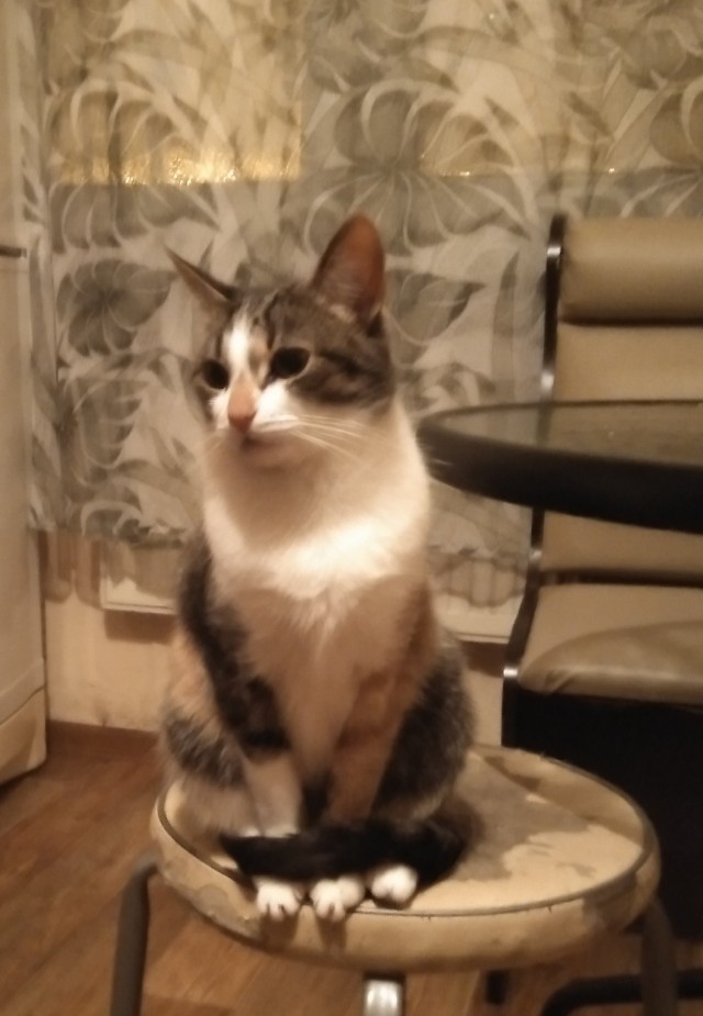 Котовторник. Добавляйте своих