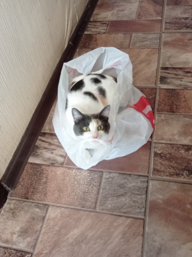 Картинки с котами и про котов