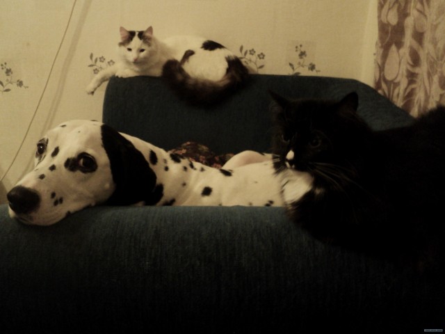 Коты против Собак
