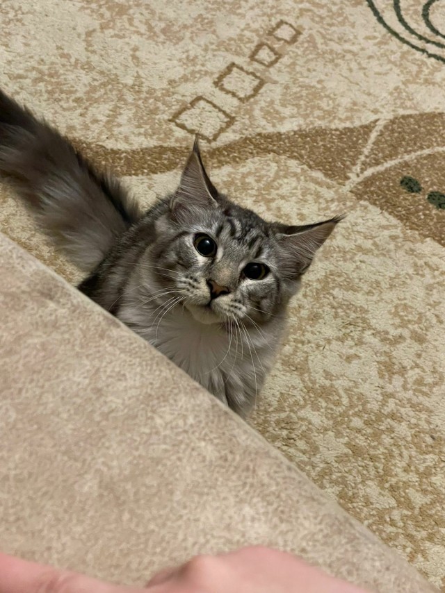 Котовторник 21.12.21