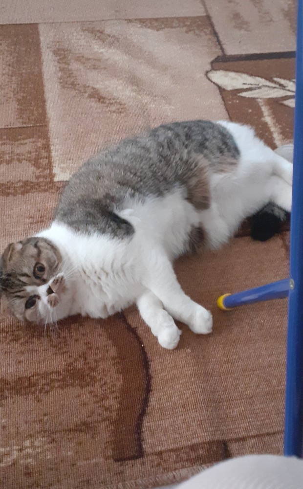 Котовторник. Февраль