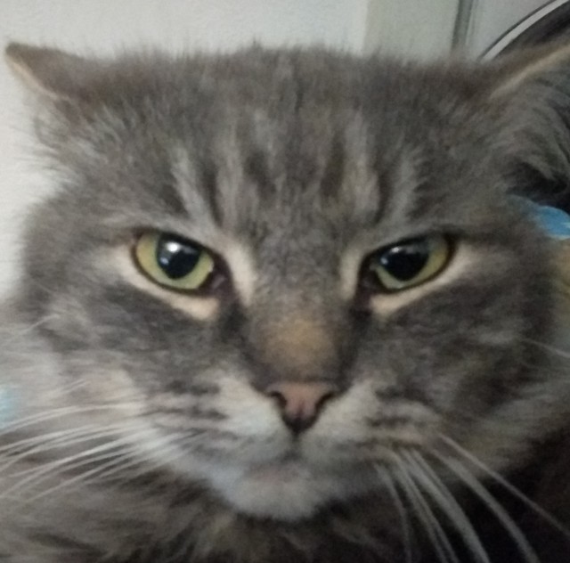 Мой кот