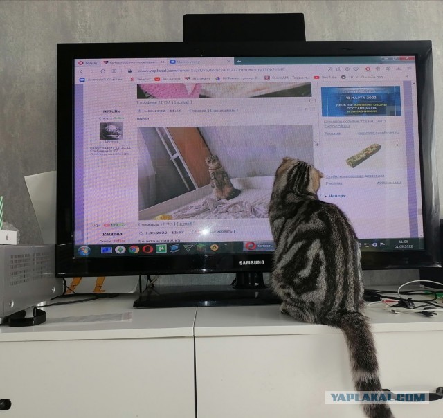 Котовторнику посвящается