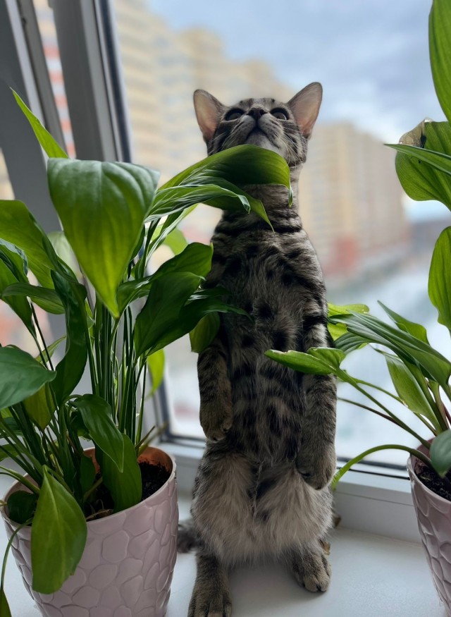 Котовторник вроде.