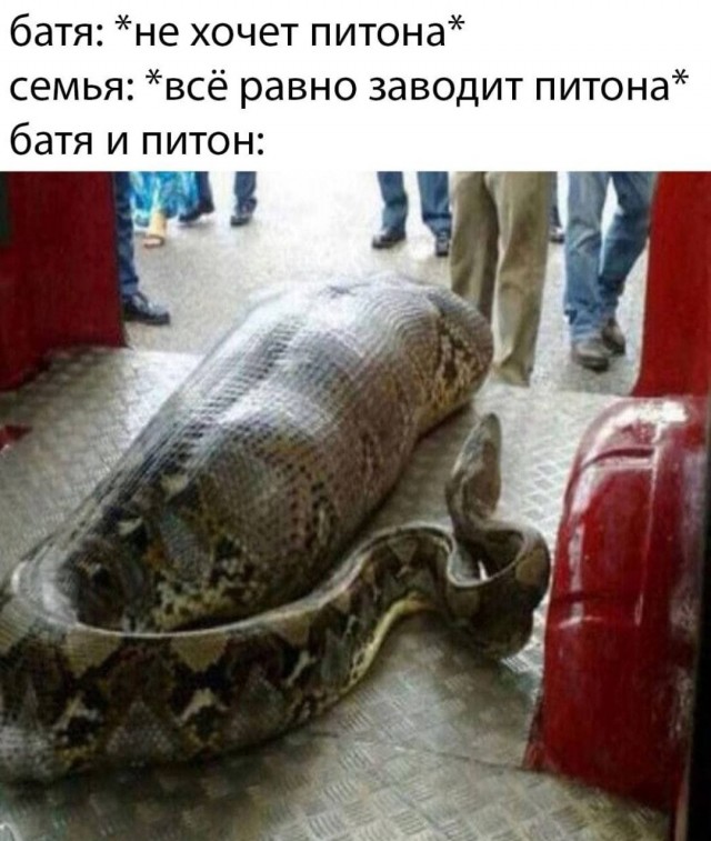 Папа: "Мы ни за что не будем заводить кошек!"