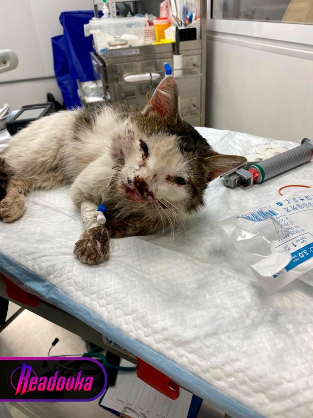 Жители Подмосковья спасли сбитого на дороге кота