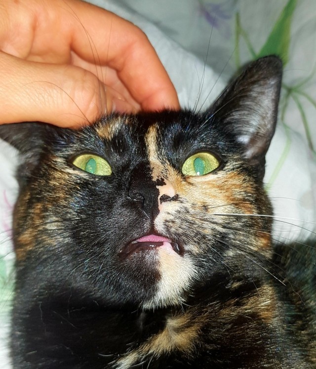 На котовторник