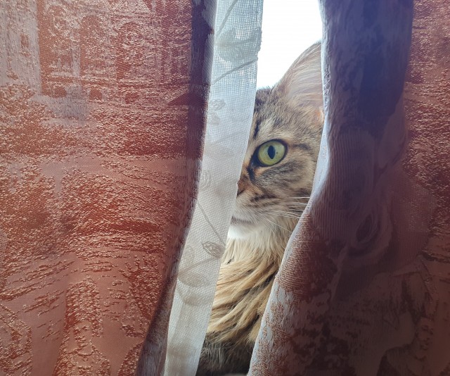 Котодракула