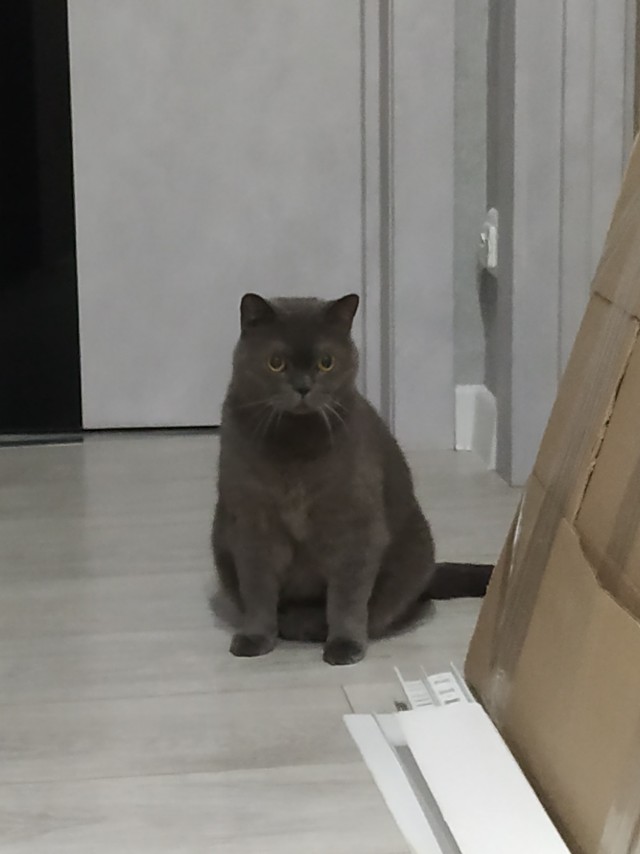 К вопросу о котах