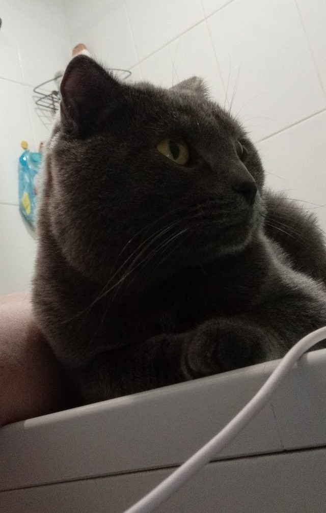 Котовторнику посвящается, подобрашка Маня