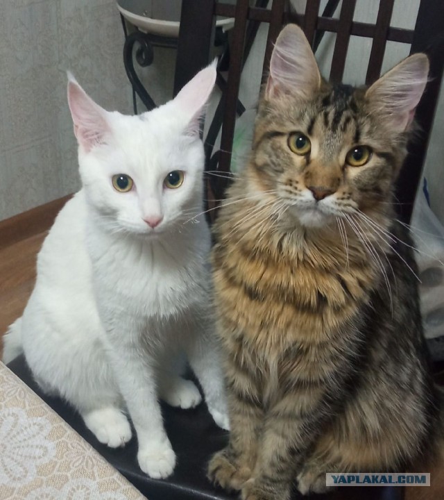 Пройдемся по котикам?!