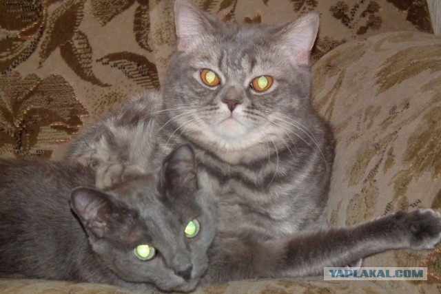 День рождения у Grumpy Cat